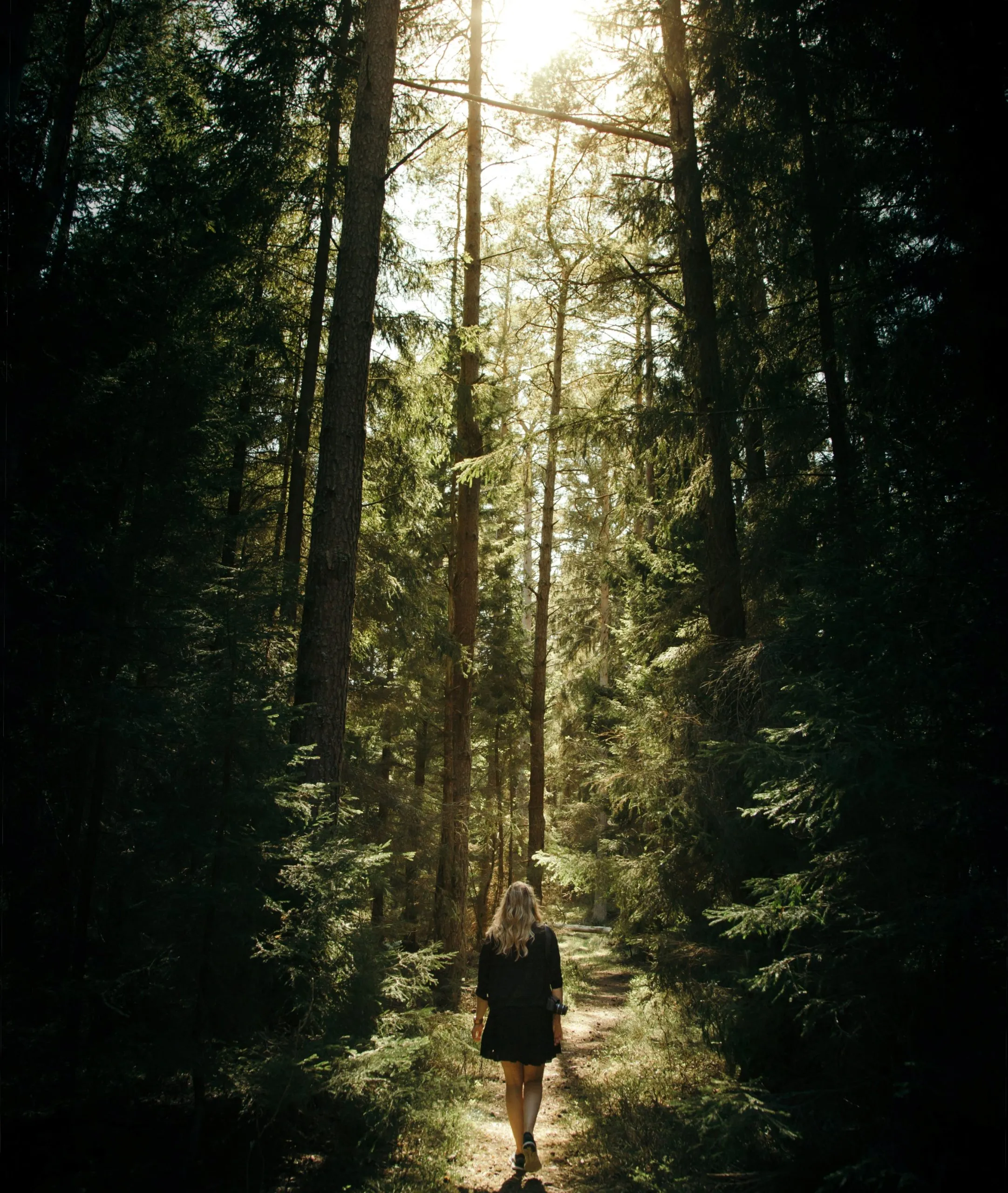 Waldweg im Gegenlicht